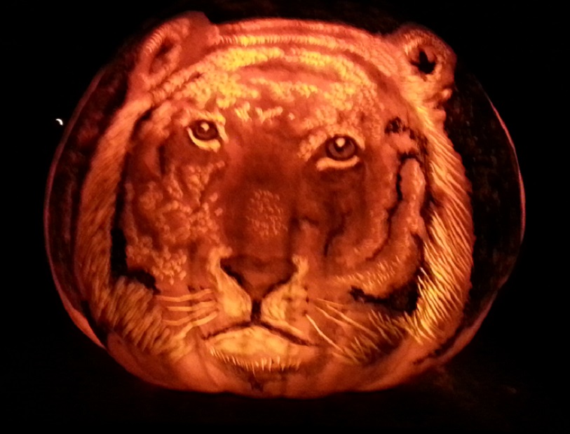 tiger