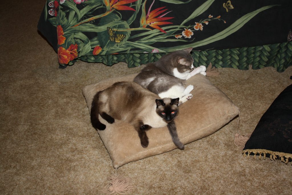 itsy-and-suki