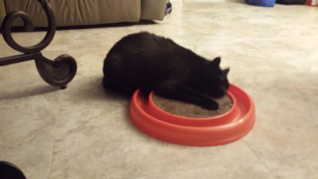 midnight-catnip