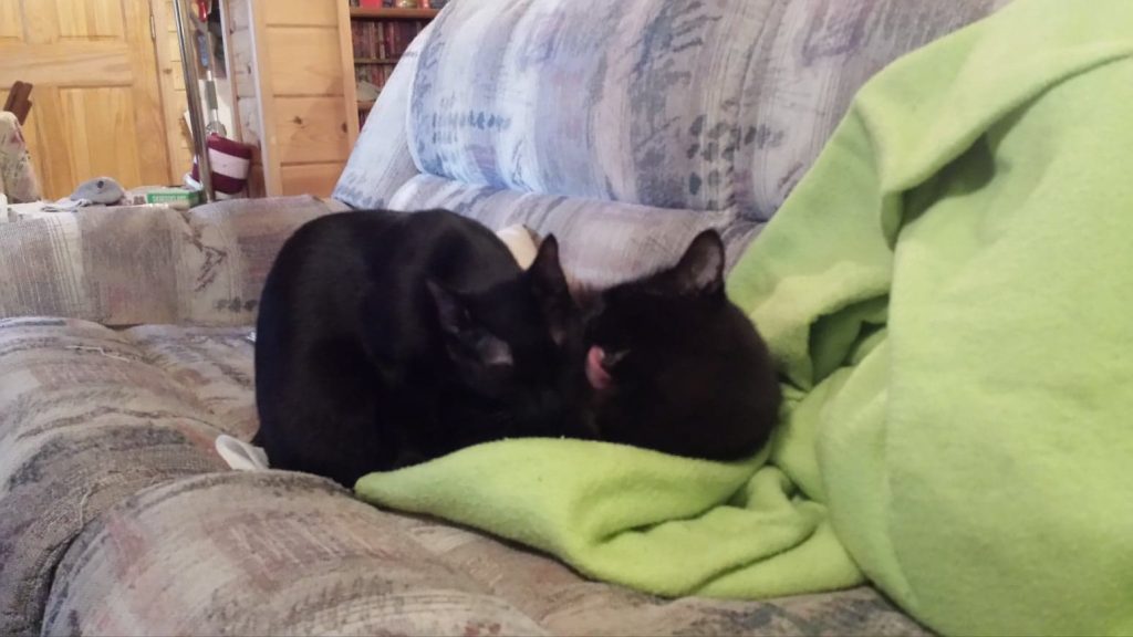 Cats grooming