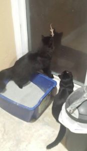 cat hunting