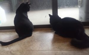 Cats at sliding glass door