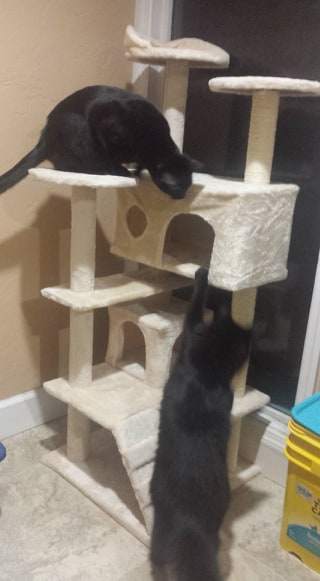 Black cats