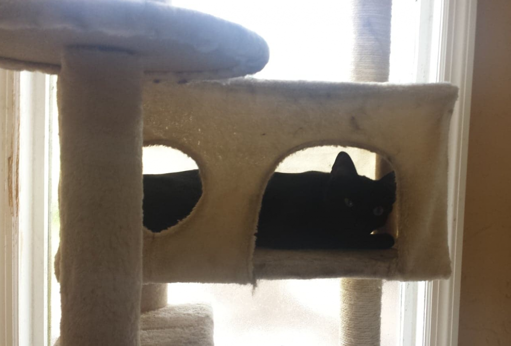 Cat hiding