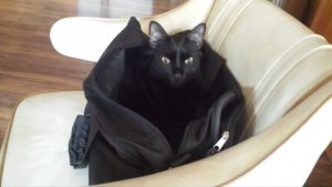 Cat in bag