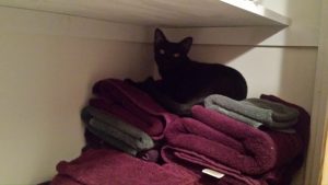 Cat in closet