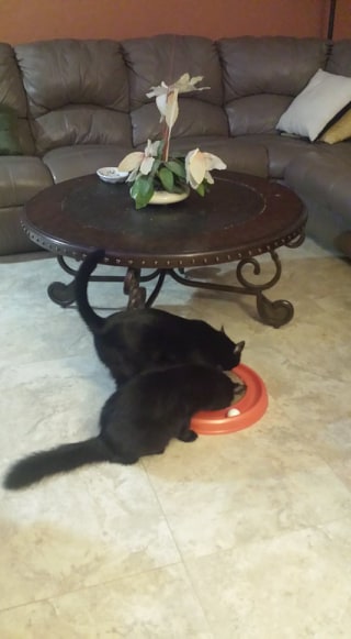 cats with catnip