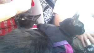 Black cats in car
