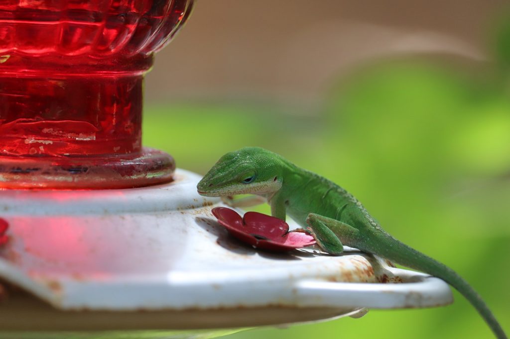 green lizard