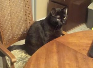 Black cat