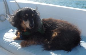 sailing