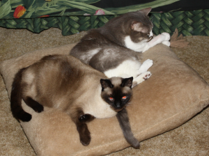 cats