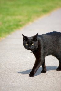 Black cat