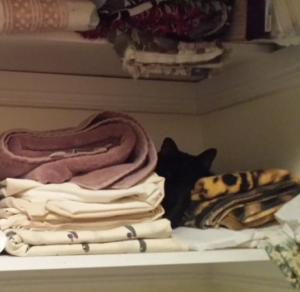 Cat hiding