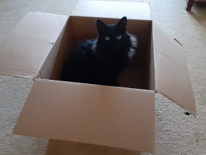 Cat in box