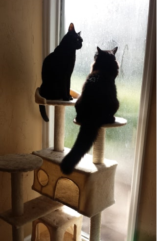 Cats looking out window