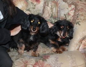 dachshund sisters